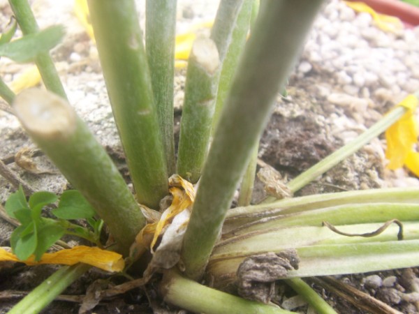 [Foto de planta, jardin, jardineria]