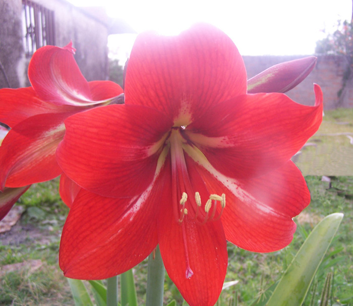 [Foto de planta, jardin, jardineria]