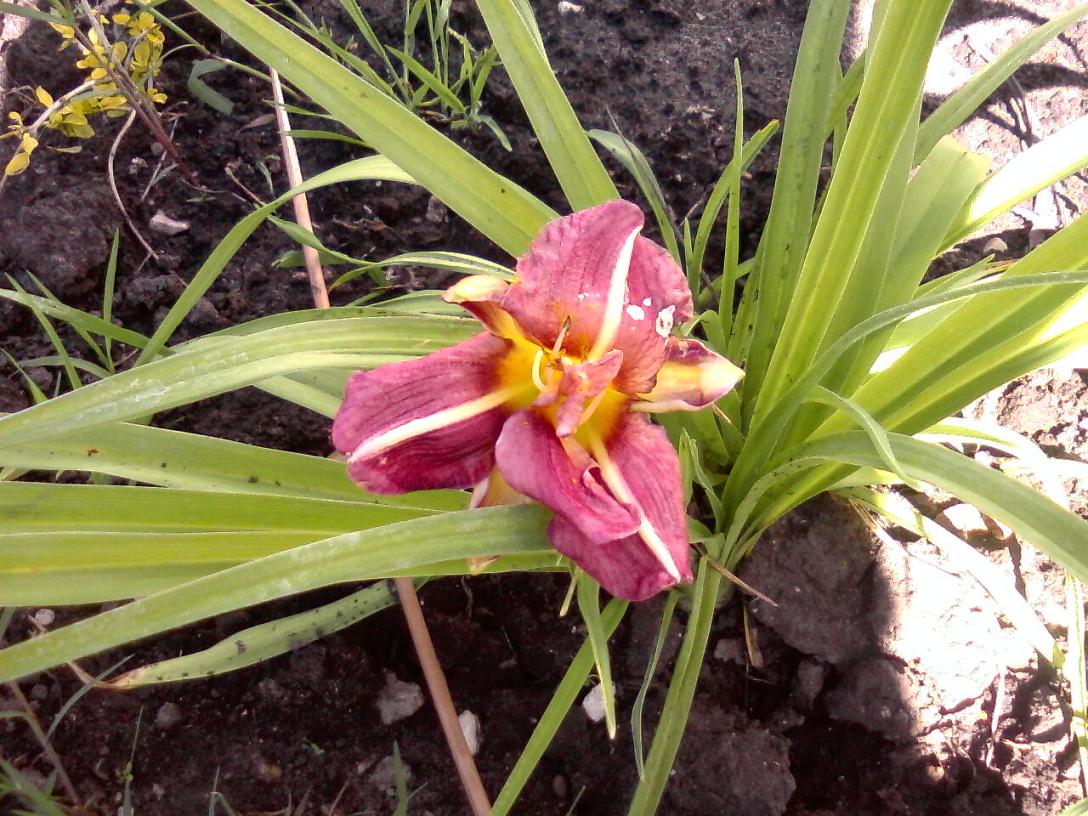 [Foto de planta, jardin, jardineria]