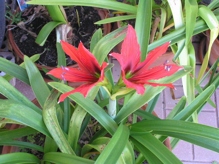 [Foto de planta, jardin, jardineria]