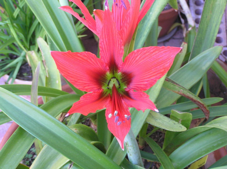 [Foto de planta, jardin, jardineria]