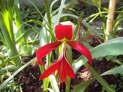 Flor de lis (Sprekelia formosissima)