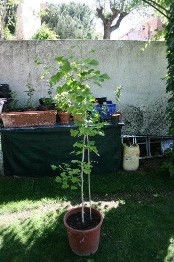 [Foto de planta, jardin, jardineria]