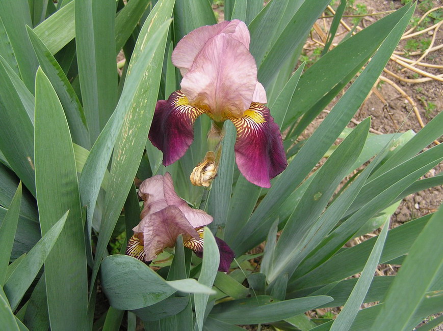 [Foto de planta, jardin, jardineria]