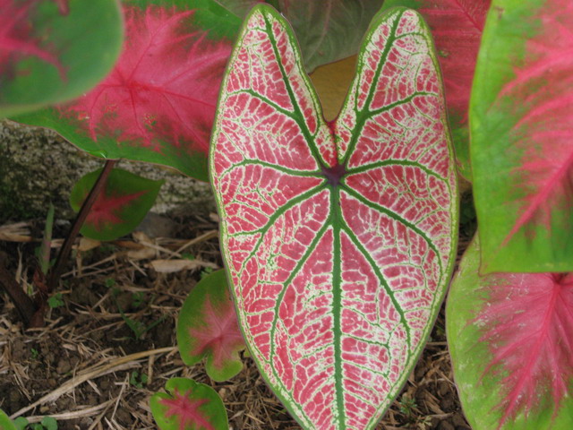 [Foto de planta, jardin, jardineria]