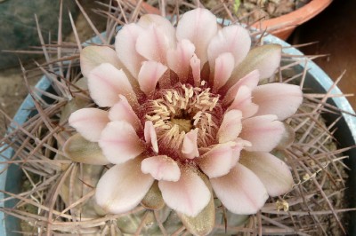 [Foto de planta, jardin, jardineria]