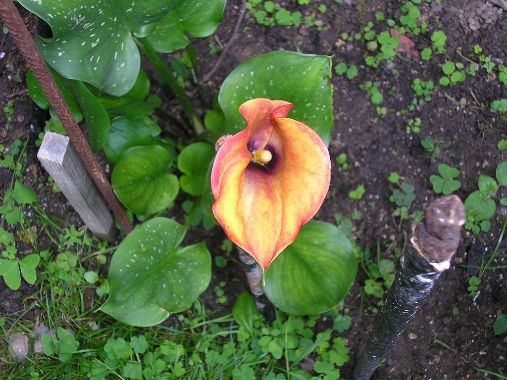 [Foto de planta, jardin, jardineria]