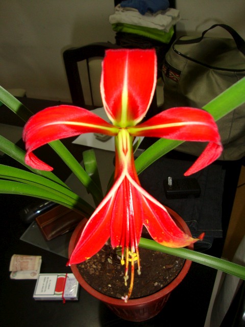 Flor de lis (Sprekelia formosissima)