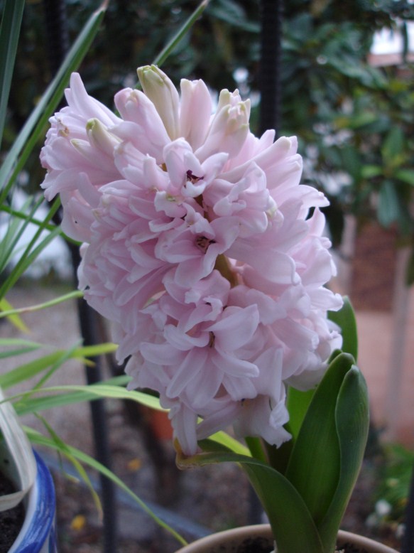 [Foto de planta, jardin, jardineria]