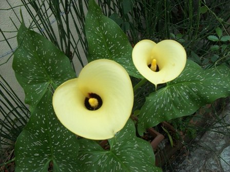 [Foto de planta, jardin, jardineria]