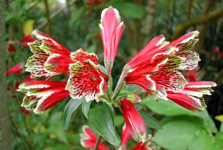 [Foto de planta, jardin, jardineria]