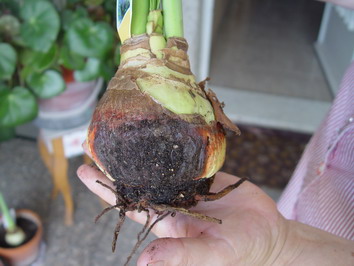 [Foto de planta, jardin, jardineria]