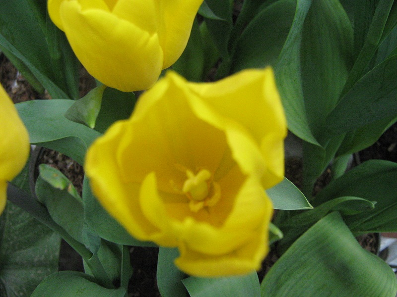 [Foto de planta, jardin, jardineria]