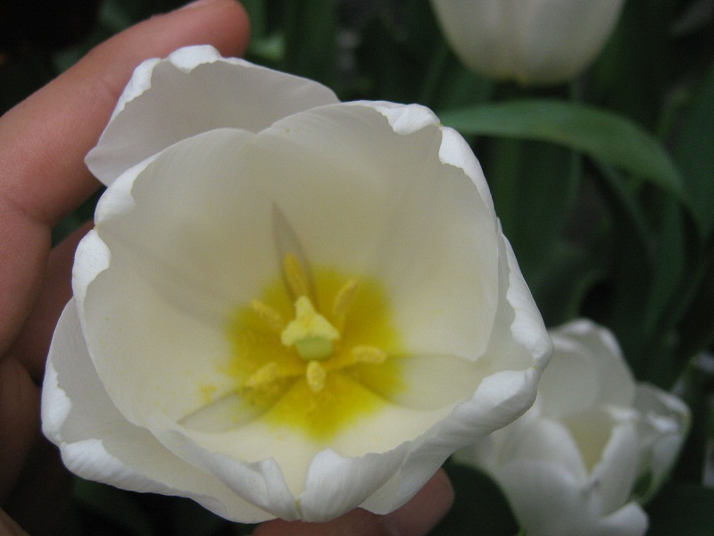 [Foto de planta, jardin, jardineria]