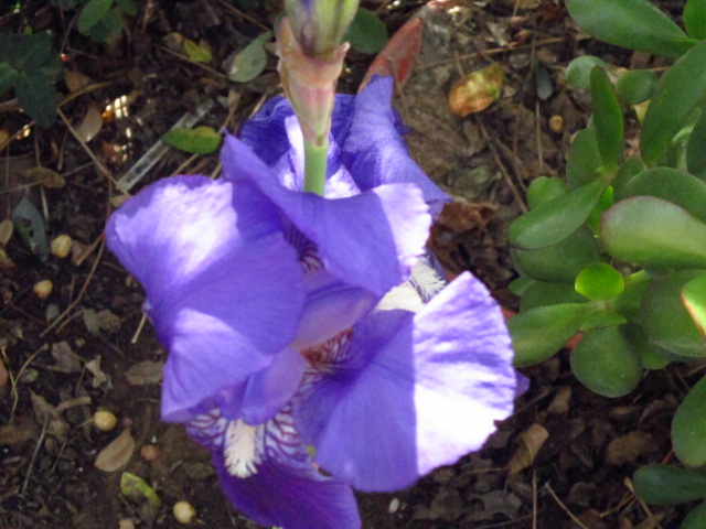 [Foto de planta, jardin, jardineria]