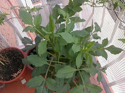 [Foto de planta, jardin, jardineria]