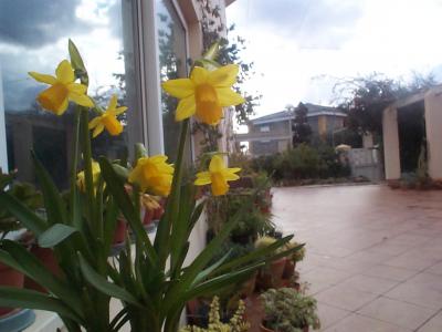 [Foto de planta, jardin, jardineria]