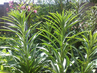 [Foto de planta, jardin, jardineria]