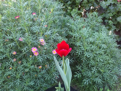 [Foto de planta, jardin, jardineria]