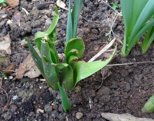 [Foto de planta, jardin, jardineria]