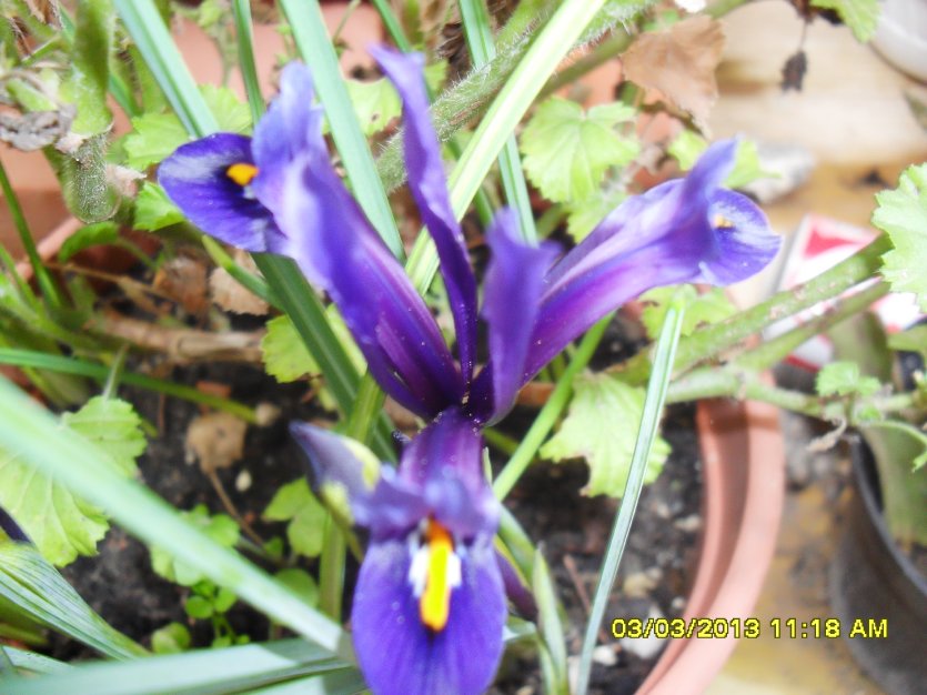 [Foto de planta, jardin, jardineria]