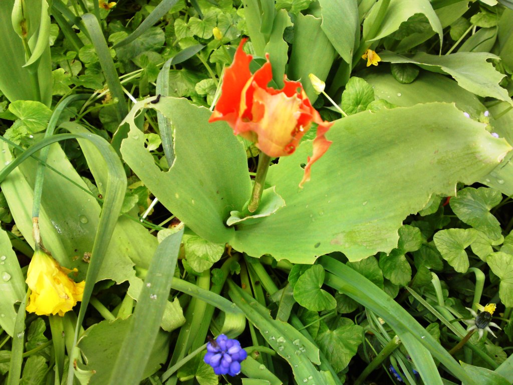 [Foto de planta, jardin, jardineria]