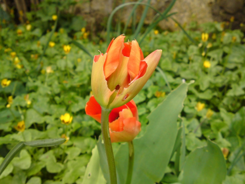 [Foto de planta, jardin, jardineria]