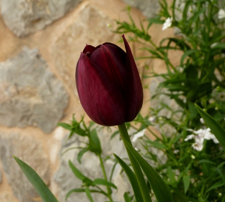 Tulipanes negros