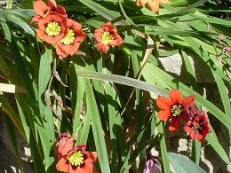 [Foto de planta, jardin, jardineria]
