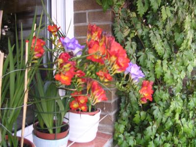 [Foto de planta, jardin, jardineria]