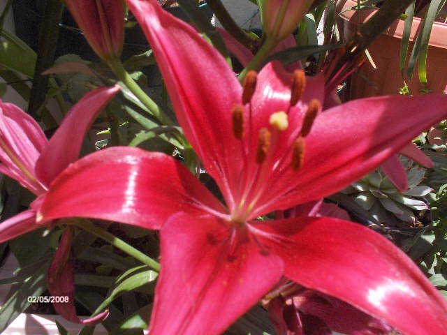 [Foto de planta, jardin, jardineria]