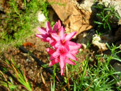 [Foto de planta, jardin, jardineria]