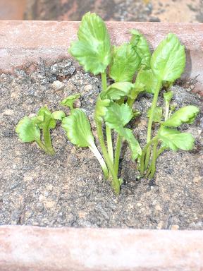 [Foto de planta, jardin, jardineria]