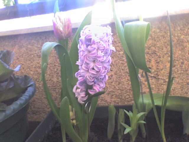 [Foto de planta, jardin, jardineria]