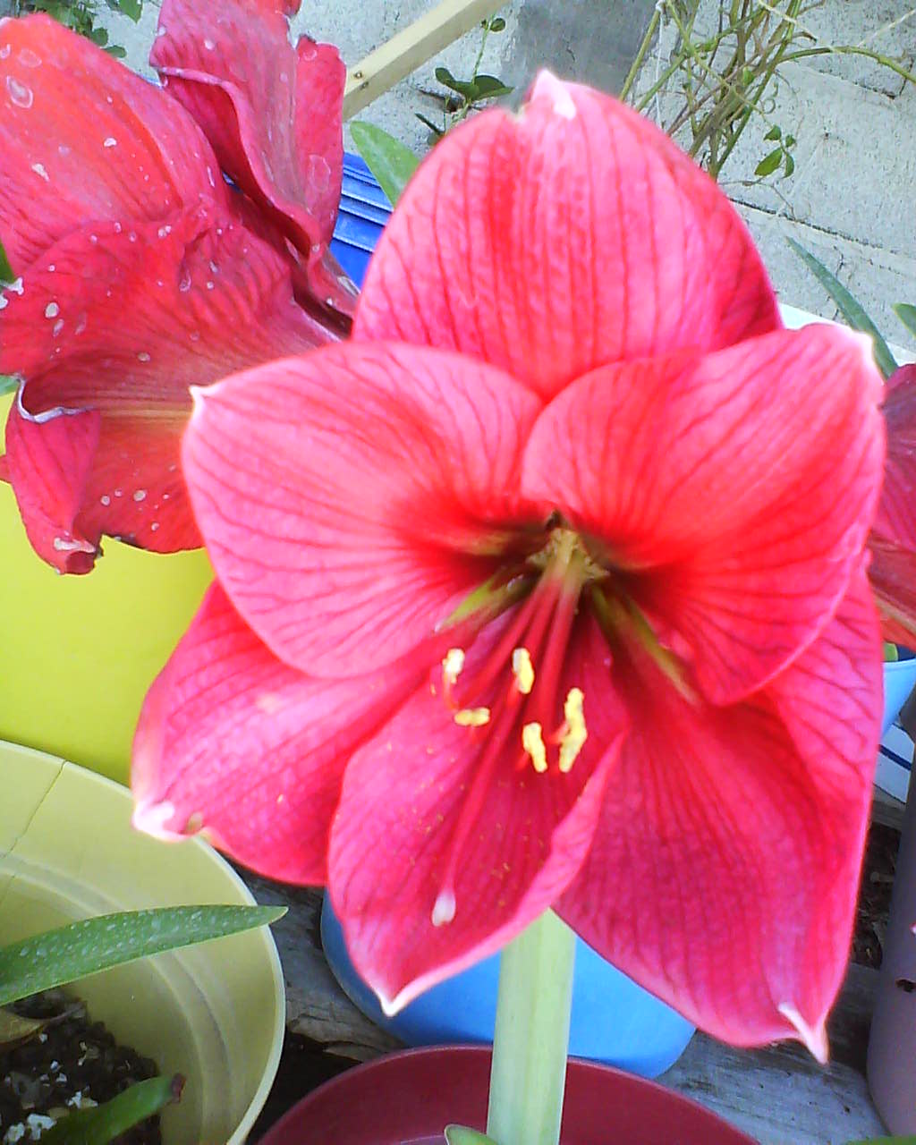 [Foto de planta, jardin, jardineria]