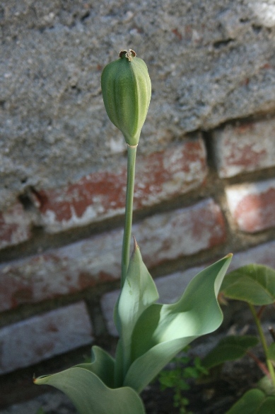 llamar retrasar Hectáreas Semillas de tulipán: obtención y siembra