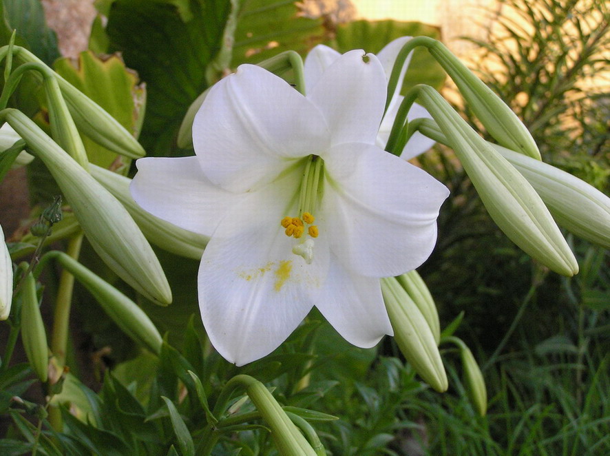 [Foto de planta, jardin, jardineria]