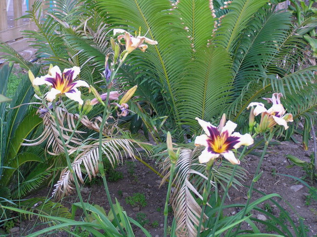 [Foto de planta, jardin, jardineria]
