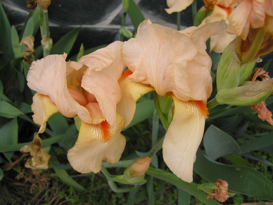 [Foto de planta, jardin, jardineria]