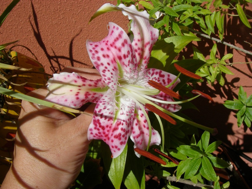 [Foto de planta, jardin, jardineria]