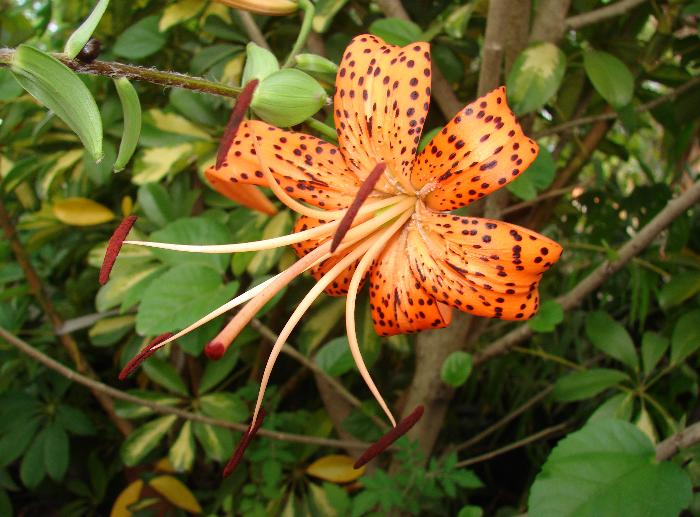 [Foto de planta, jardin, jardineria]