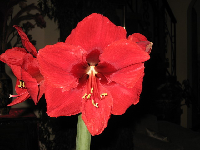 [Foto de planta, jardin, jardineria]