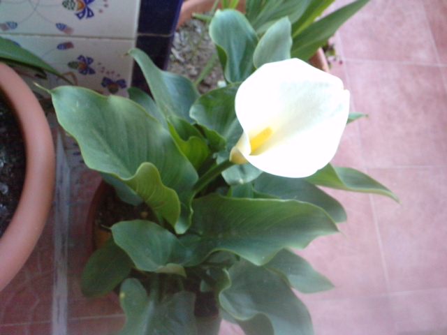 [Foto de planta, jardin, jardineria]