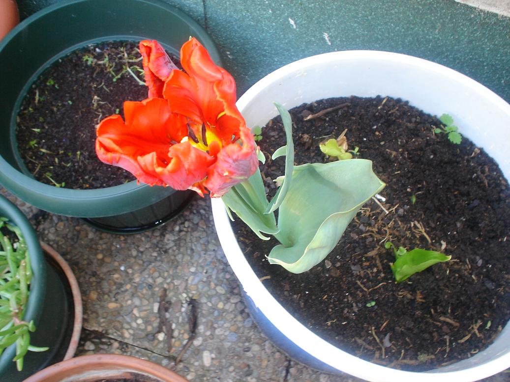 [Foto de planta, jardin, jardineria]