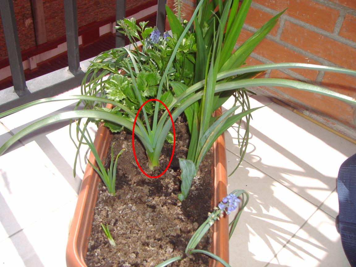 [Foto de planta, jardin, jardineria]