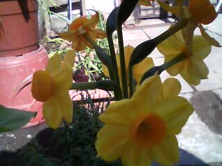 [Foto de planta, jardin, jardineria]