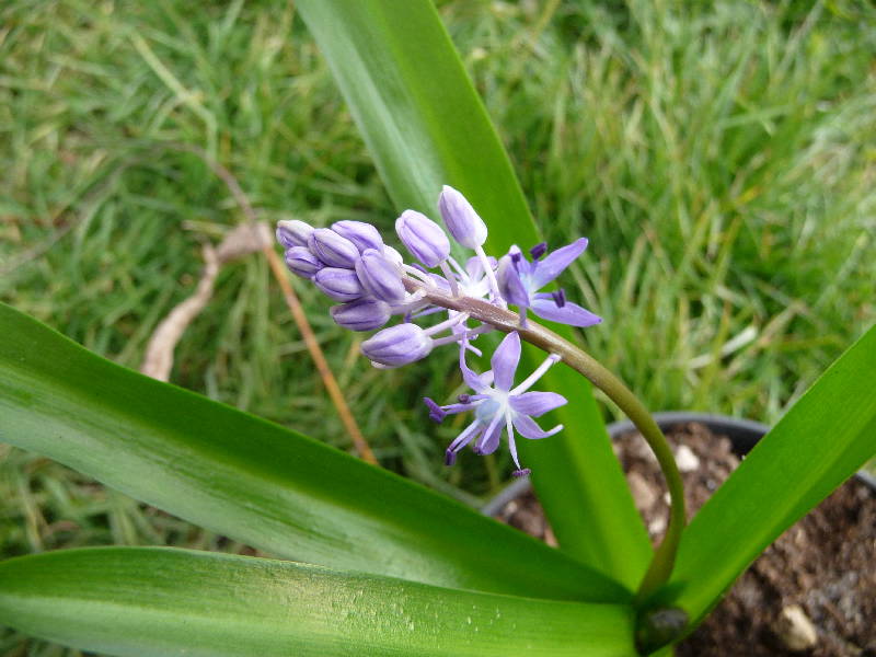 [Foto de planta, jardin, jardineria]