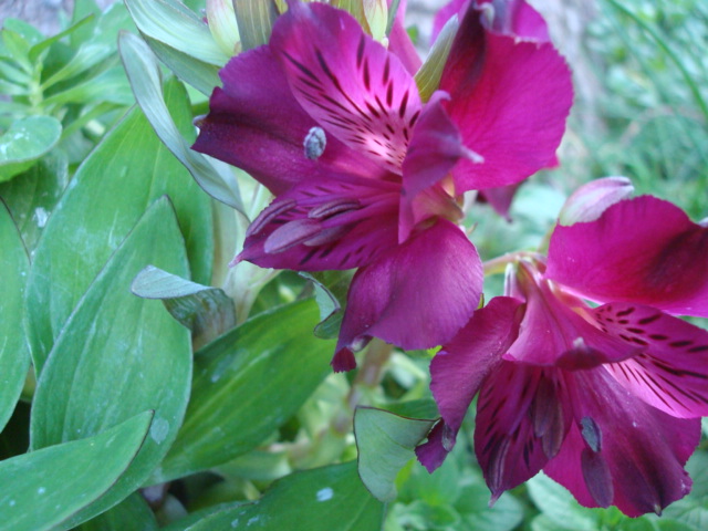 [Foto de planta, jardin, jardineria]
