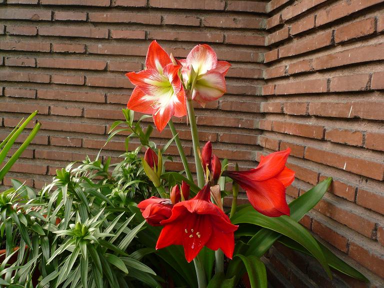 [Foto de planta, jardin, jardineria]