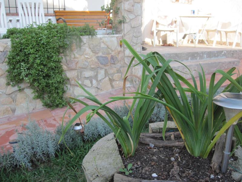 [Foto de planta, jardin, jardineria]